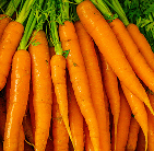 Group of carrots