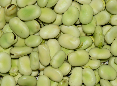 Fava beans