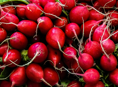 Radishes freshly pulled out of the ground