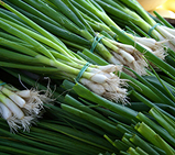 Scallions tied in bunches
