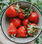 Strawberries in a colander