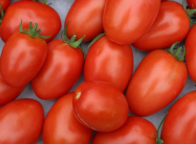Roma tomatoes